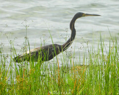 Egretta tricolor