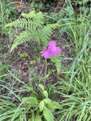 Silene dioica