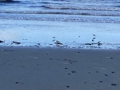 Charadriiformes