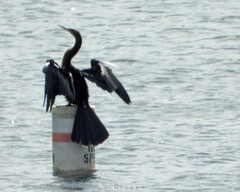 Anhinga anhinga