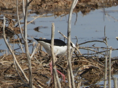 Himantopus mexicanus melanurus