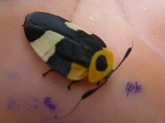 Eushelfordia pica