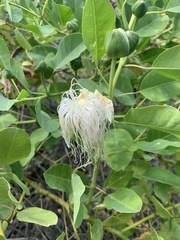 Capparis sandwichiana