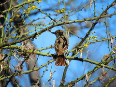 Myiarchus