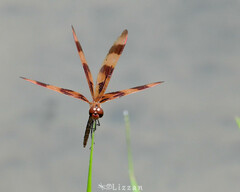 Celithemis eponina