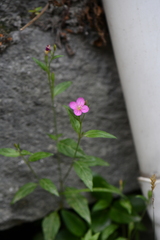 Oenothera rosea