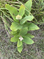 Asclepiadoideae