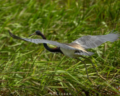 Egretta tricolor