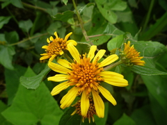 Tithonia diversifolia