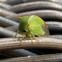 Stictocephala bisonia