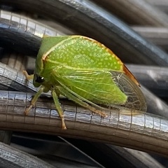 Stictocephala bisonia