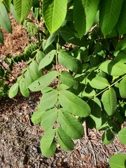 Juglans