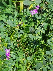 Medicago sativa