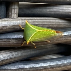 Stictocephala bisonia