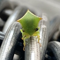 Stictocephala bisonia