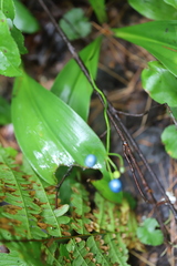 Clintonia