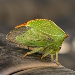 Stictocephala bisonia