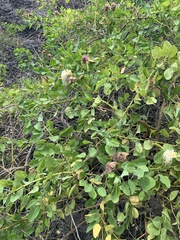 Capparis sandwichiana