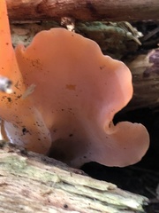 Guepinia helvelloides