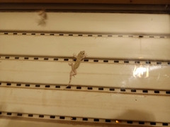 Tarentola mauritanica