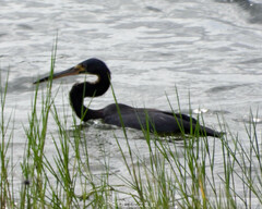 Egretta tricolor