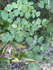 Thalictrum
