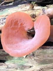 Guepinia helvelloides