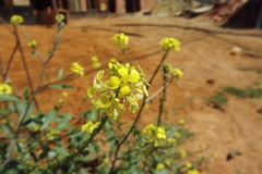 Sinapis alba
