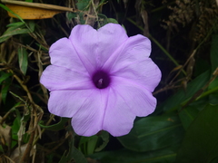 Ipomoea cairica