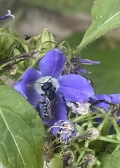 Megachile campanulae