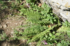 Filipendula vulgaris