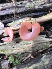 Guepinia helvelloides