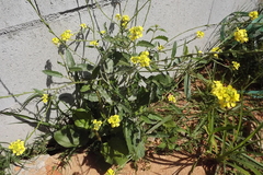 Sinapis alba