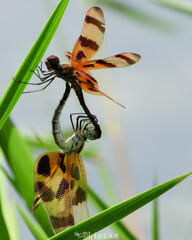 Celithemis eponina