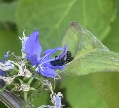 Megachile campanulae