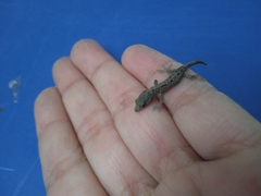 Gekkota