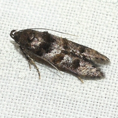 Stilbosis tesquella