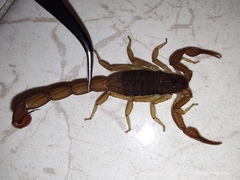 Centruroides ochraceus