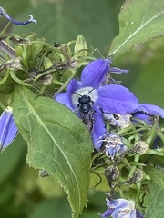 Megachile campanulae