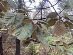 Quercus crassifolia