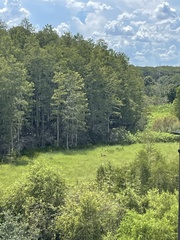Odocoileus virginianus seminolus
