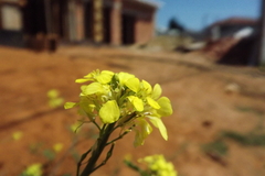 Sinapis alba