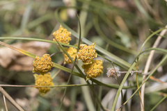 Bupleurum ranunculoides