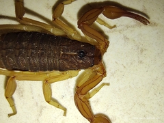 Centruroides ochraceus