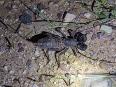 Mastigoproctus tohono