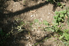 Potentilla inclinata