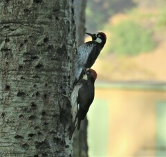 Melanerpes formicivorus