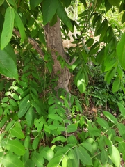 Juglans