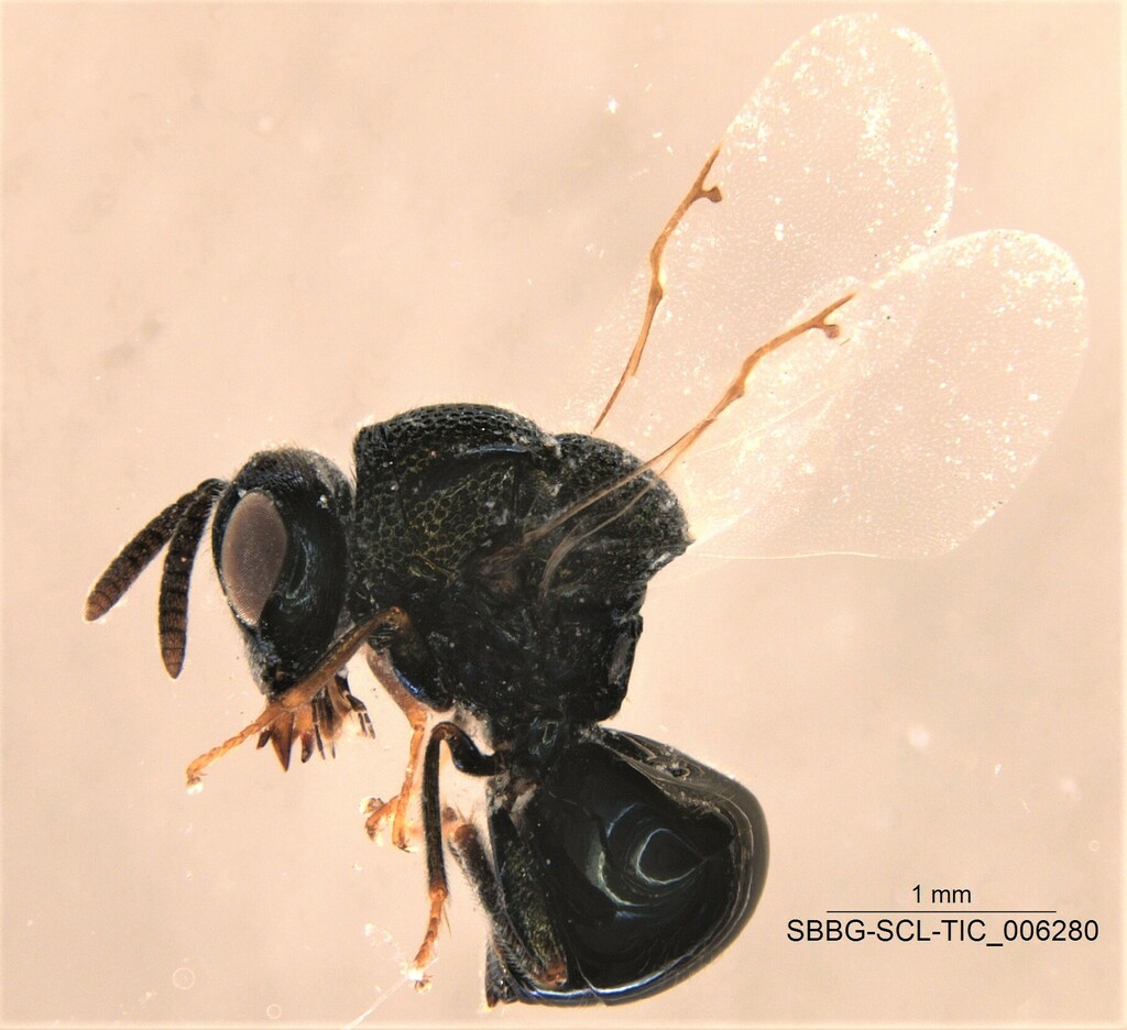 Perilampus fulvicornis