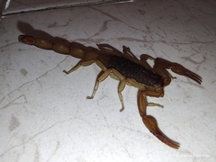 Centruroides ochraceus